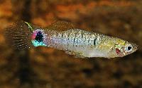 Poecilia parae