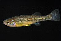 Ilyodon whitei