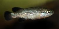 Ilyodon whitei