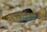 Limia perugiae