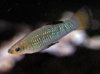Limia perugiae