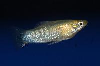 Limia perugiae