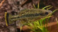Ameca splendens