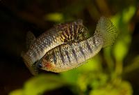 Limia nigrofasciata