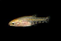 Zoogonecticus quitzeoensis