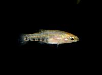 Zoogonecticus quitzeoensis