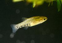 Zoogonecticus quitzeoensis