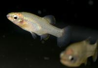 Zoogonecticus quitzeoensis