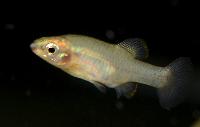 Zoogonecticus quitzeoensis