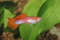 Poecilia reticulata
