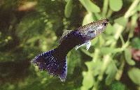 Poecilia reticulata