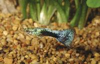 Poecilia reticulata