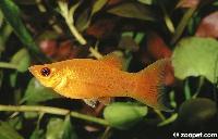 Poecilia sphenops