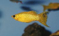 Poecilia sphenops
