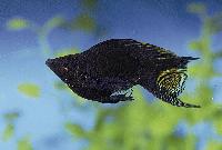 Poecilia sphenops