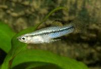 Gambusia vittata