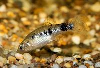 Limia vittata