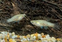 Phallichthys tico