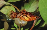 Xiphophorus maculatus
