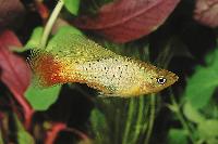 Xiphophorus maculatus