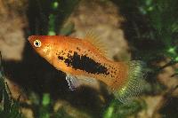 Xiphophorus maculatus