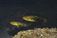 Xiphophorus milleri