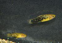 Xiphophorus milleri