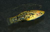 Xiphophorus milleri