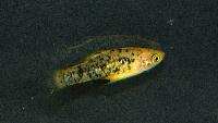 Xiphophorus milleri