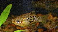 Xiphophorus milleri