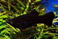 Poecilia sphenops