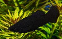 Poecilia sphenops
