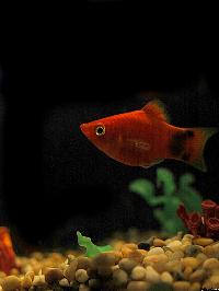 Xiphophorus maculatus