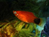Xiphophorus maculatus