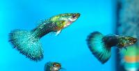 Poecilia reticulata