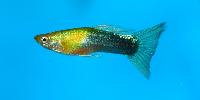 Poecilia reticulata