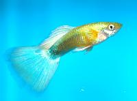 Poecilia reticulata