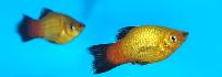 Xiphophorus maculatus