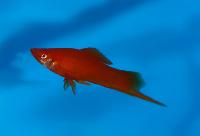 Xiphophorus hellerii, rödögd, vinerröd