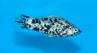Poecilia velifera