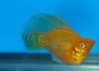 Poecilia velifera