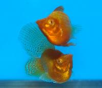 Poecilia velifera