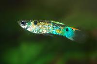 Poecilia reticulata, Trinidad