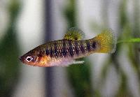 Limia nigrofasciata