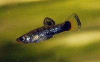 Limia melanogaster