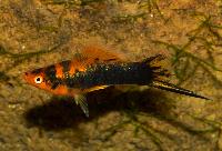 Xiphophorus hellerii, berliner