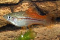 Xiphophorus hellerii, neon