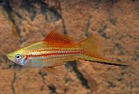 Xiphophorus hellerii, pineapple