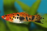 Xiphophorus hellerii, röd tuxedo