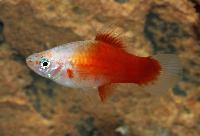 Xiphophorus hellerii, rödvit